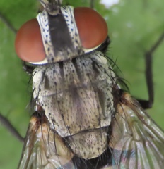 Oestroidea