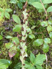 Goodyera oblongifolia