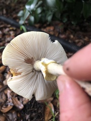 Amanita flavoconia