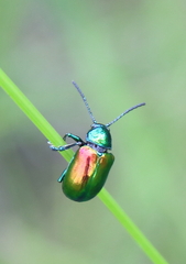 Chrysochus auratus