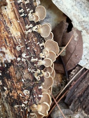 Panellus