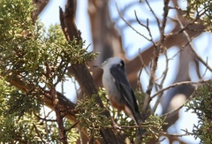 Sitta carolinensis