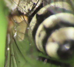 Oestroidea
