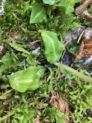 Goodyera oblongifolia
