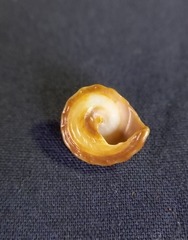 Bembicium