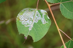 Phyllocnistis populiella