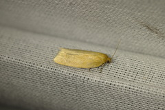 Aphelia viburnana