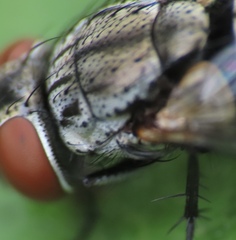 Oestroidea