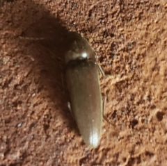 Elateridae