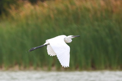 Egretta rufescens