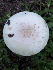 Amanita