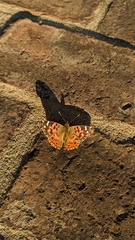 Vanessa braziliensis