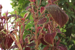 Coleus scutellarioides