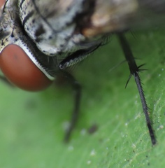 Oestroidea