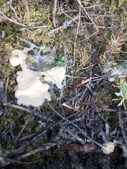 Didymium mucilago