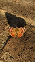 Vanessa braziliensis