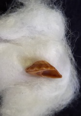 Bembicium