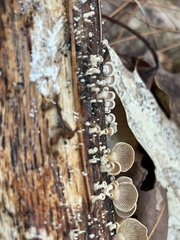 Panellus