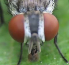 Oestroidea