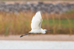 Egretta rufescens