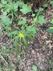Solidago curtisii