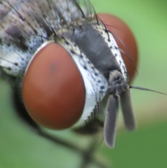 Oestroidea