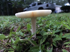 Amanita