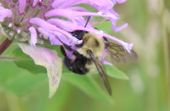 Bombus bimaculatus