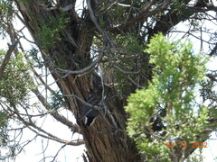 Sitta carolinensis