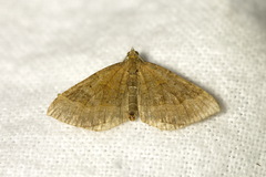 Scotopteryx chenopodiata