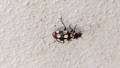 Eriopis connexa