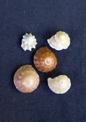 Bembicium