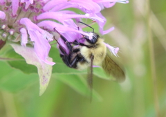 Bombus bimaculatus