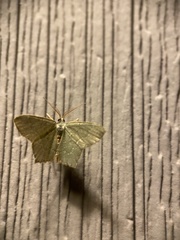 Chloropteryx tepperaria