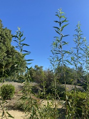 Baccharis salicifolia