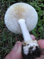 Amanita
