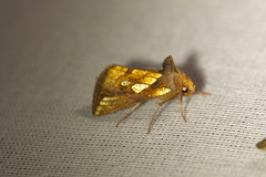 Plusia festucae