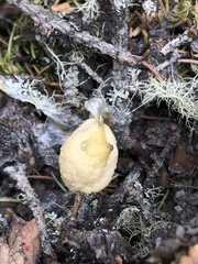 Didymium mucilago