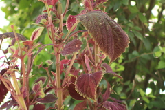 Coleus scutellarioides