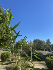 Baccharis salicifolia
