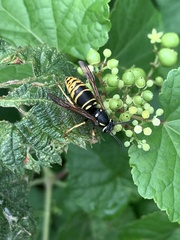 Vespula vidua