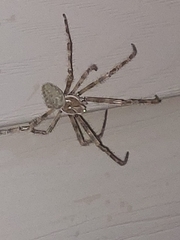 Araneus cavaticus