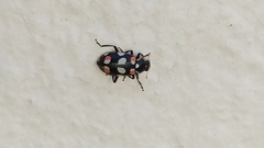 Eriopis connexa