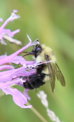 Bombus bimaculatus