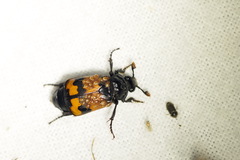 Nicrophorus investigator