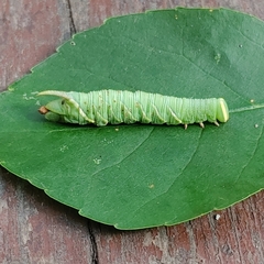 Ceratomia undulosa