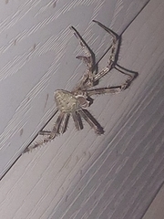Araneus cavaticus
