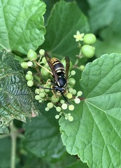 Vespula vidua