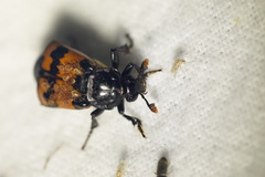 Nicrophorus investigator