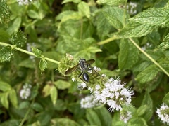 Isodontia